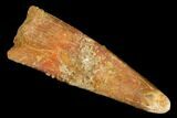 Fossil Pterosaur (Siroccopteryx) Tooth - Morocco #183692-1